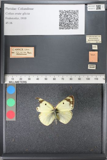 Media type: image;   Entomology 124717